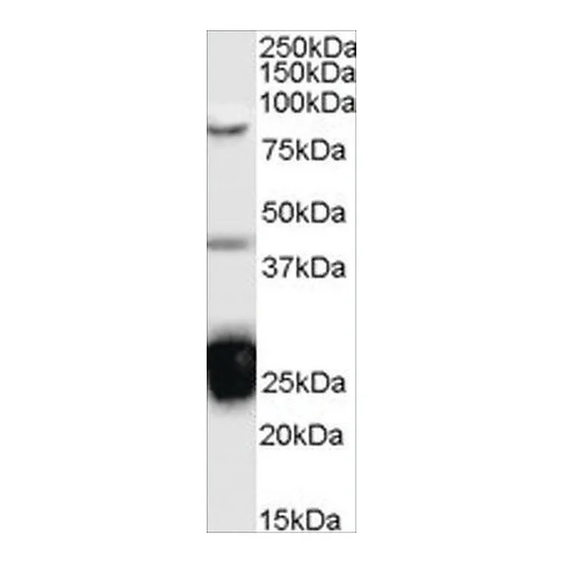 Merck Anti-TIA1 antibody produced in goat