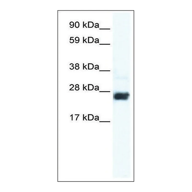 Merck Anti-CDX2 antibody produced in rabbit