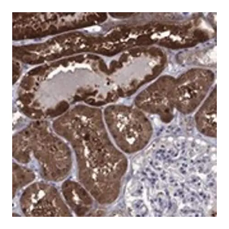 Merck Anti-TPMT antibody produced in rabbit