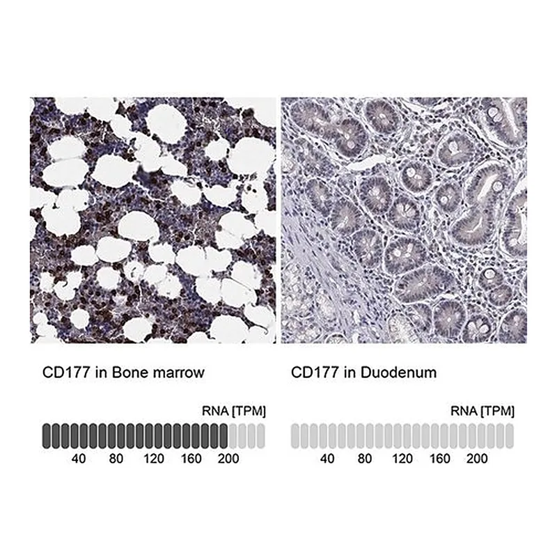 Merck Anti-CD177 antibody produced in rabbit
