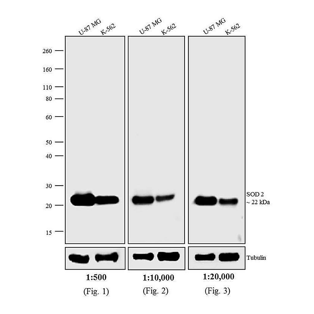Thermo Fisher Scientific F(ab`)2-Donkey anti-Mouse IgG (H+L) Highly Cross-Adsorbed Secondary Antibody, AP