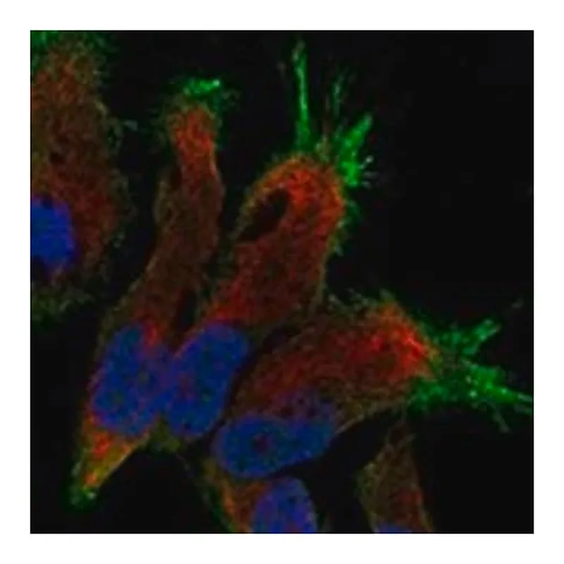 Merck Anti-SLC4A8 antibody produced in rabbit