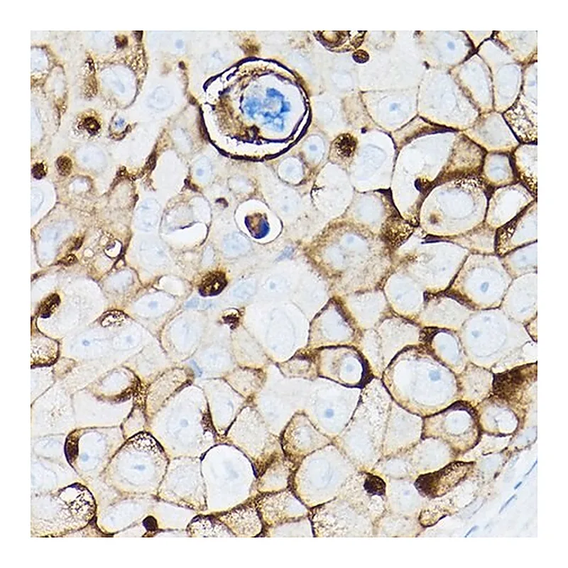 Merck Anti-MUC1 antibody produced in rabbit