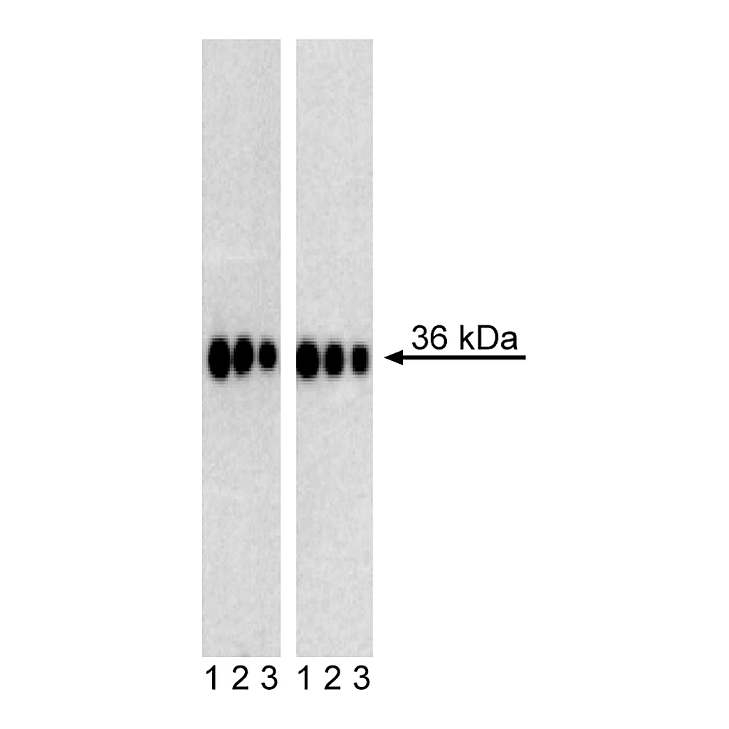 BD Purified Mouse anti-Sox2