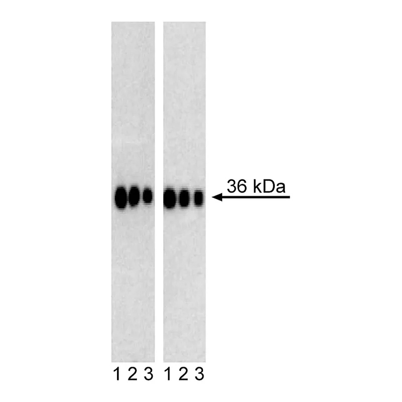 BD Purified Mouse anti-Sox2