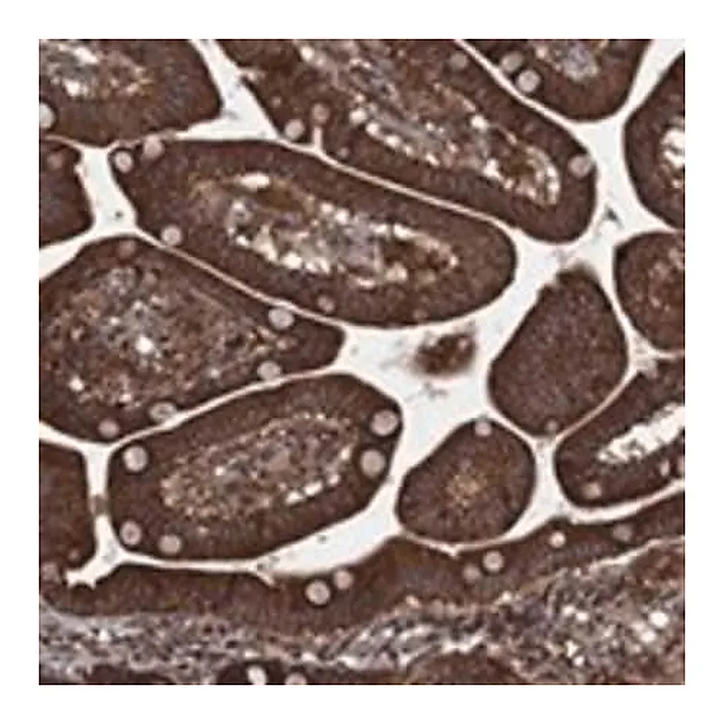 Merck Anti-IFI35 antibody produced in rabbit