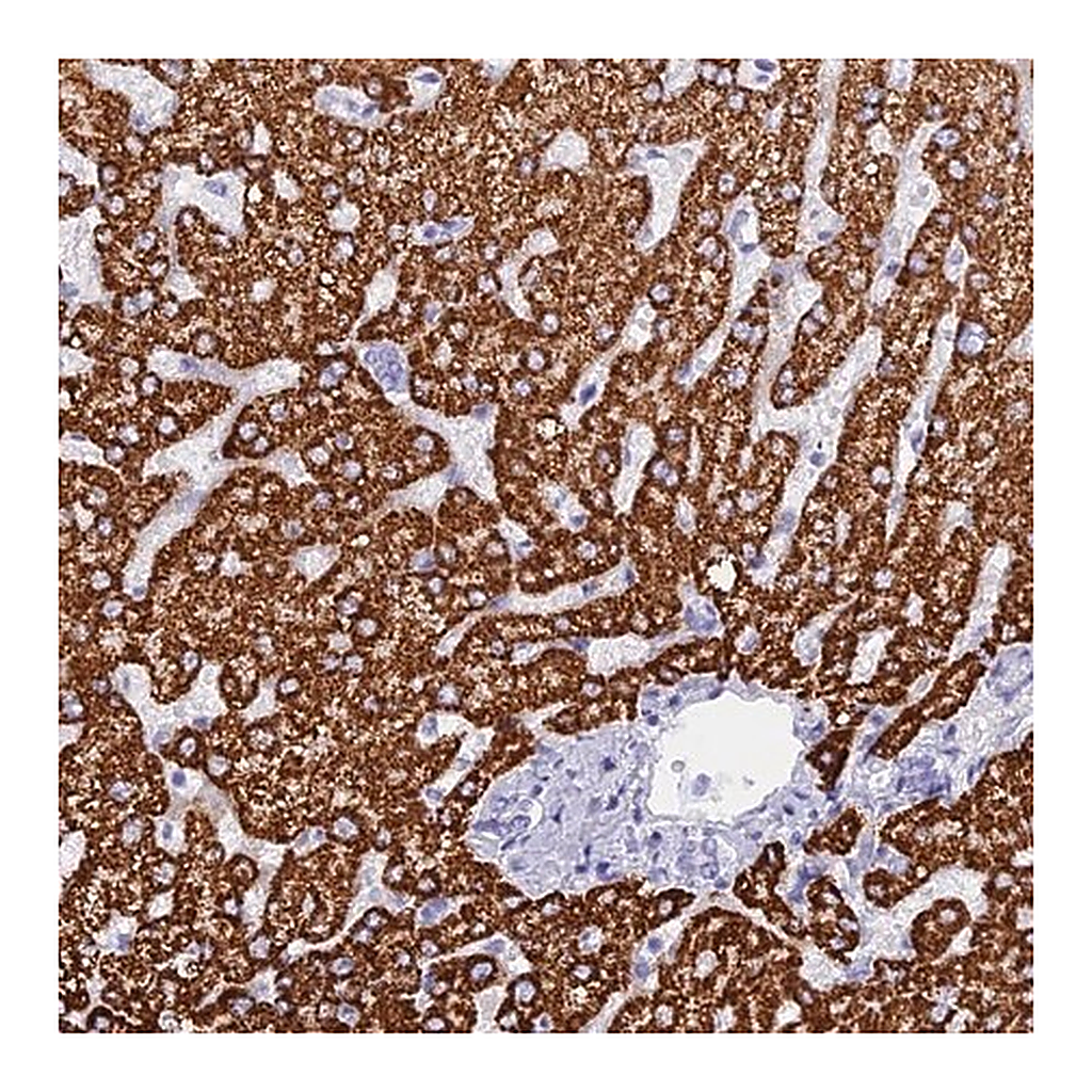 Merck Anti-ISCA1 antibody produced in rabbit