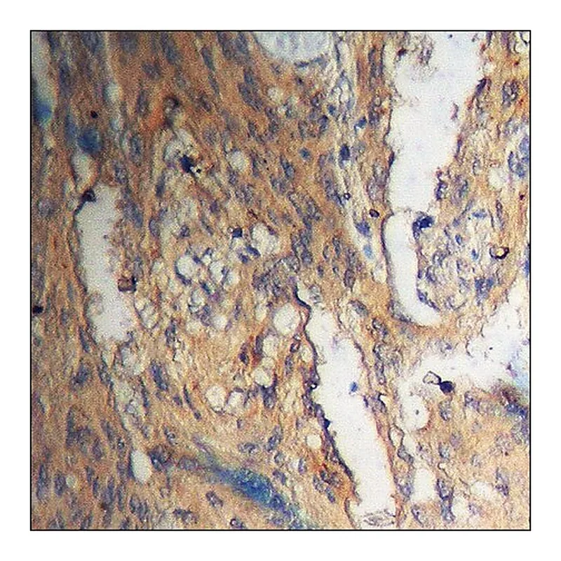 Merck Anti-phospho-Akt (pThr308) antibody produced in rabbit