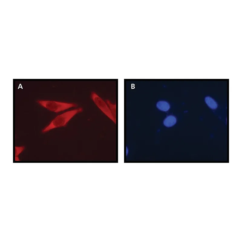 Merck Anti-Ribosomal Protein L26 (N-terminal) antibody produced in rabbit