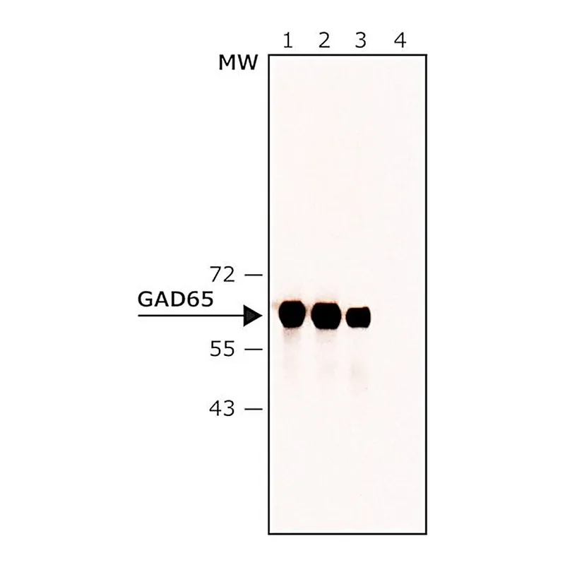 Merck Anti-GAD65 antibody , Mouse monoclonal &