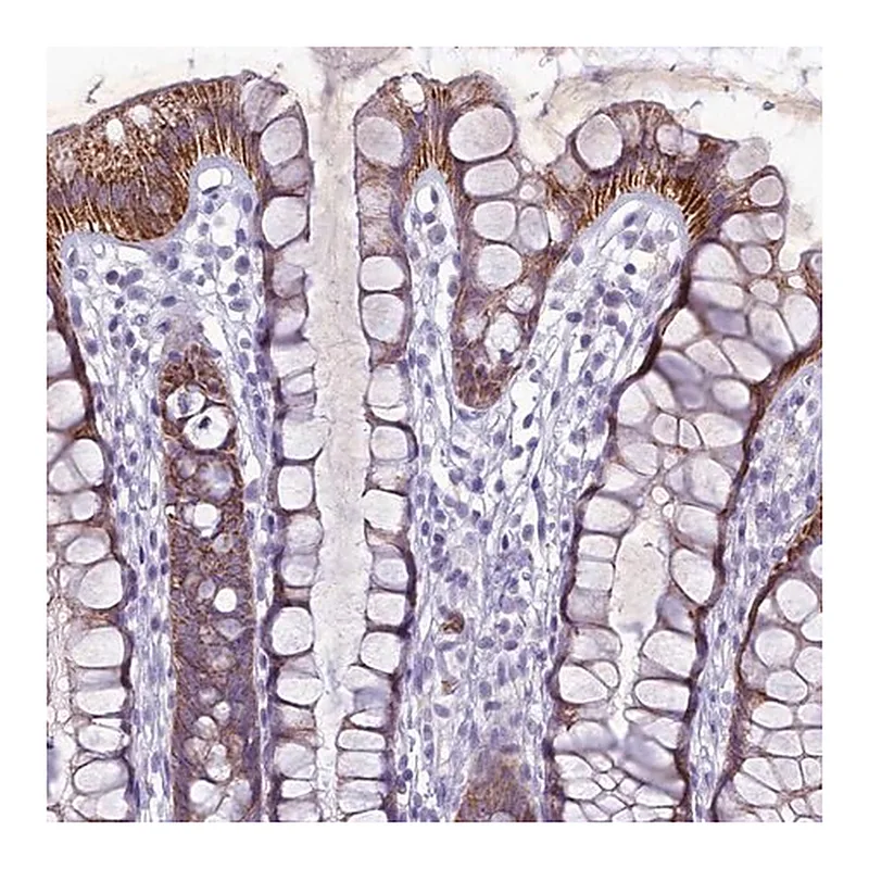 Merck Anti-HIGD1A antibody produced in rabbit