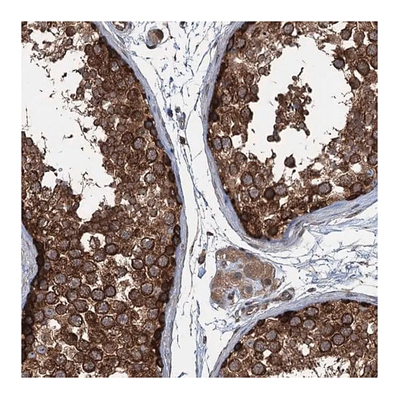 Merck Anti-TRAPPC8 antibody produced in rabbit