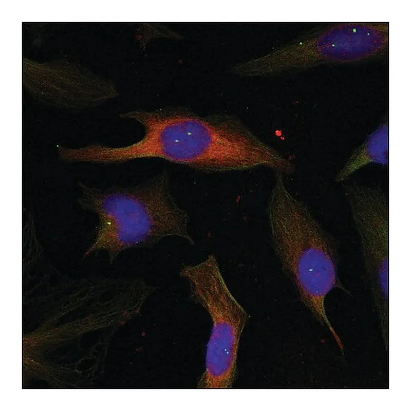 Merck Anti-MAPKAPK2 (Ab-334) antibody produced in rabbit