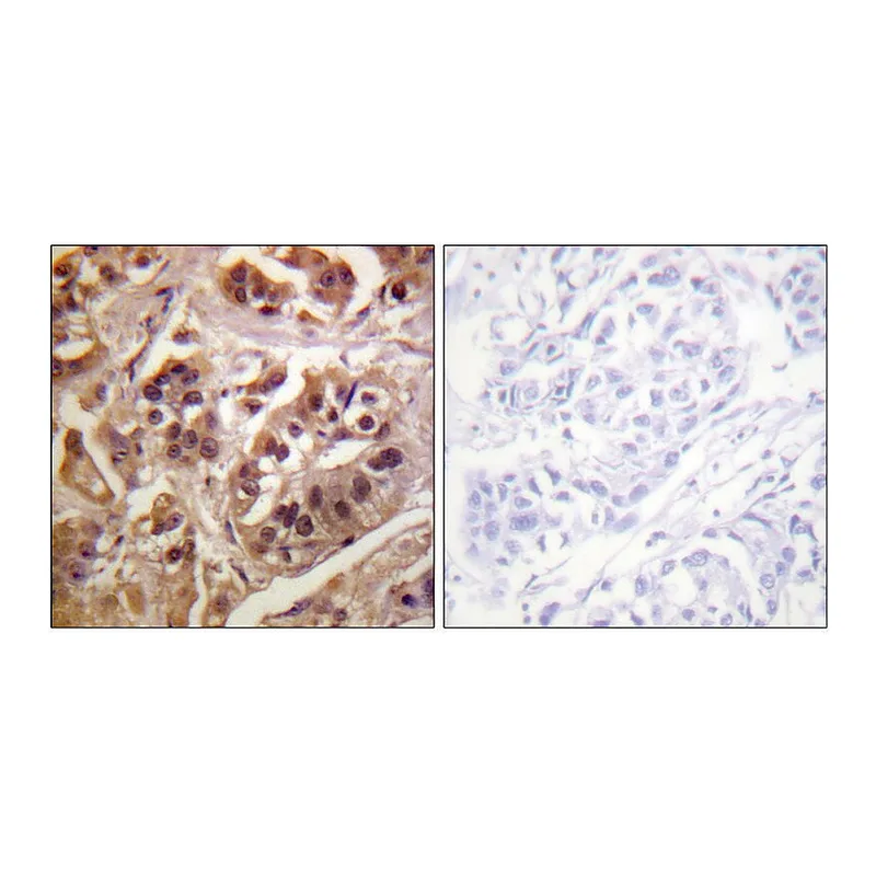 Merck Anti-IKK-gamma antibody produced in rabbit