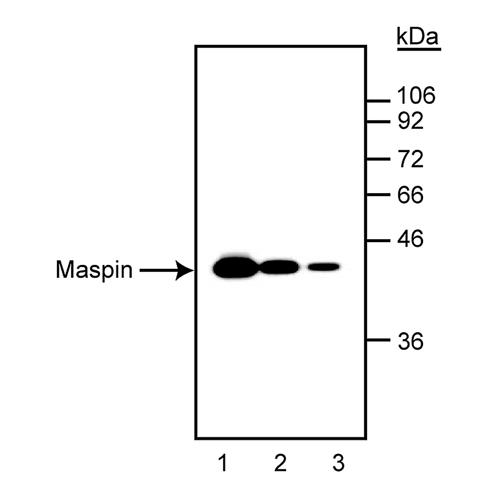 BD Purified Mouse Anti-Human Maspin