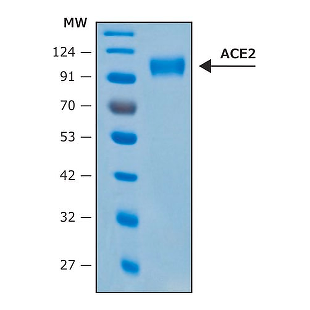 Merck Angiotensin Converting Enzyme-2, ACE2