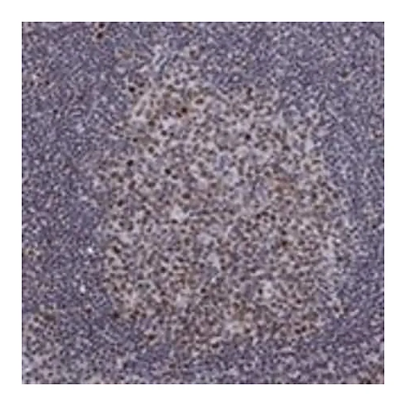 Merck Anti-SPOUT1 antibody produced in rabbit
