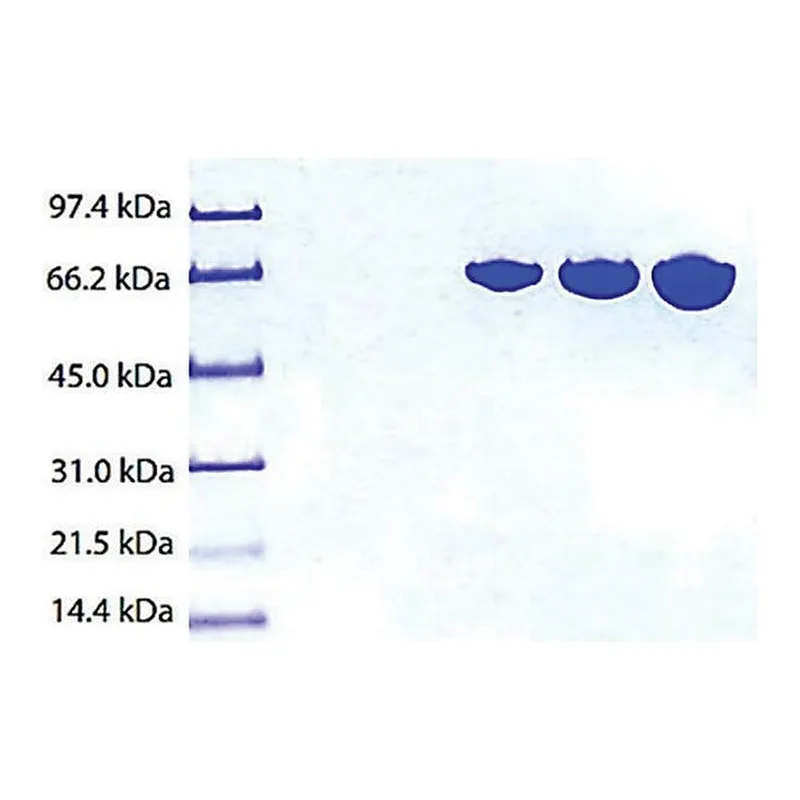 Merck Transferrin (HOLO) from human plasma