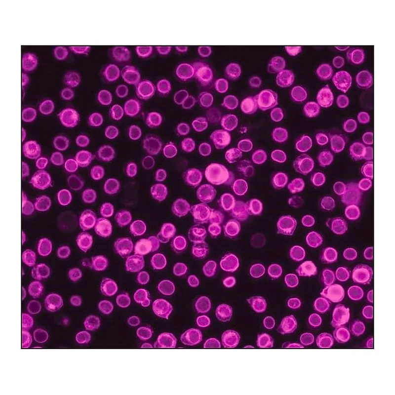 Merck Anti-Guinea Pig IgG (H+L), highly cross-adsorbed, CF(TM)660C antibody produced in donkey