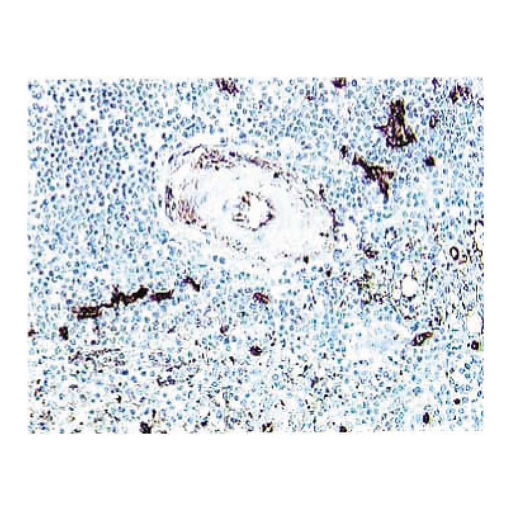 BD Purified Mouse Anti-Human CD34