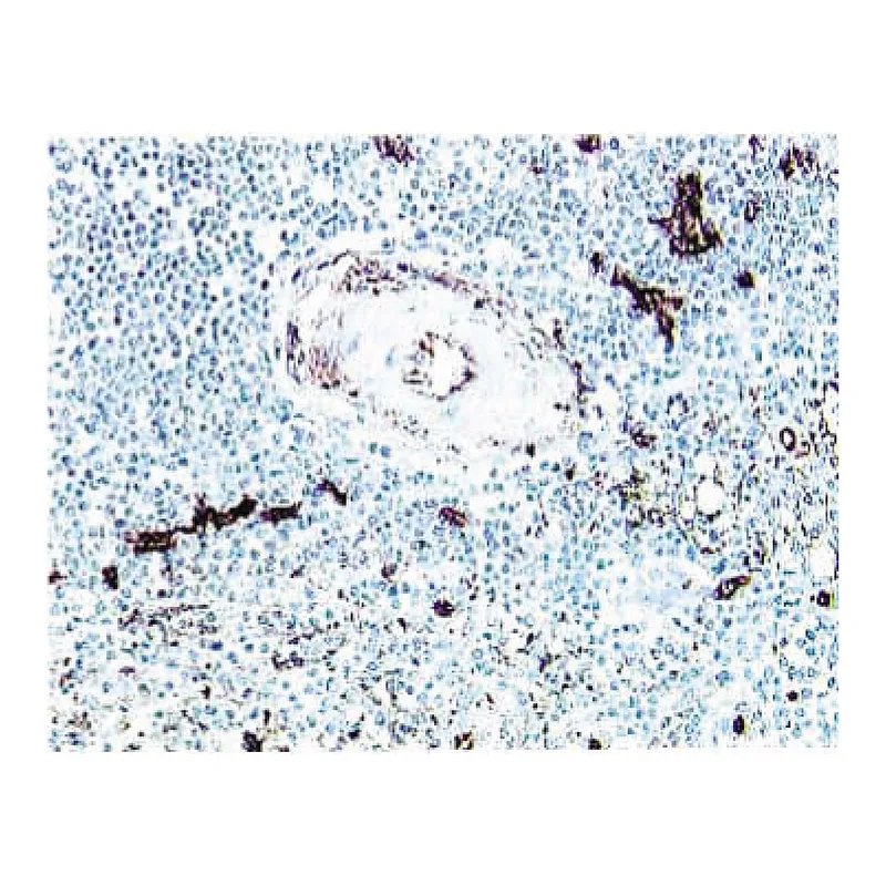 BD Purified Mouse Anti-Human CD34