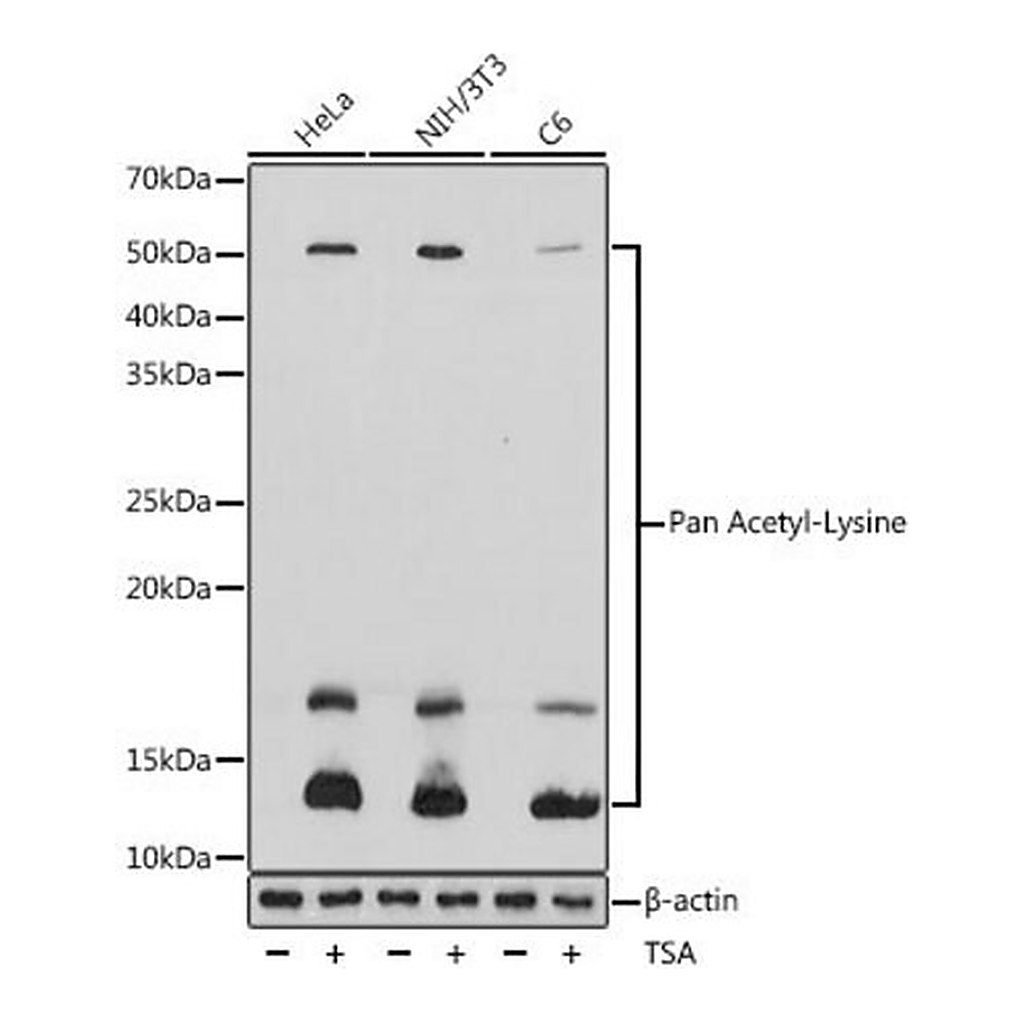 Merck Anti-Pan Acetyl-Lysine antibody produced in rabbit