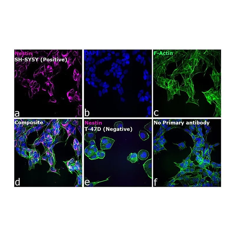 Thermo Fisher Scientific Chicken anti-Mouse IgG (H+L) Cross-Adsorbed Secondary Antibody, Alexa Fluor 647