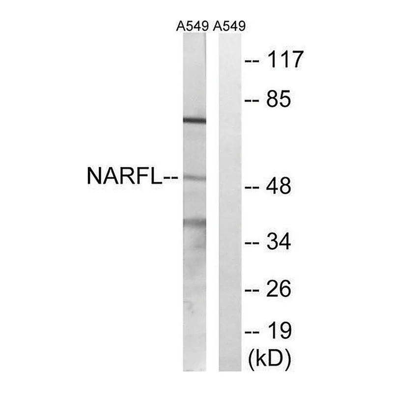 Merck Anti-NARFL antibody produced in rabbit