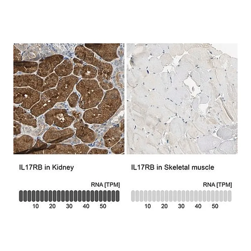 Merck Anti-IL17RB antibody produced in rabbit