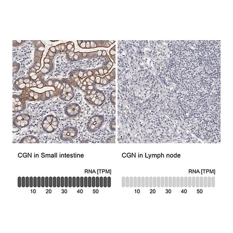 Merck Anti-CGN antibody produced in rabbit