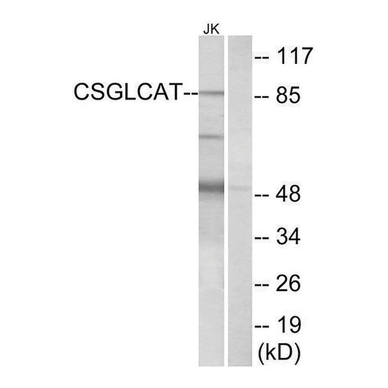 Merck Anti-CSGLCAT antibody produced in rabbit