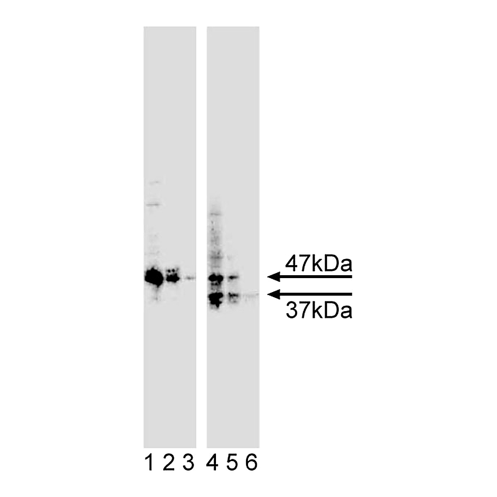BD Purified Mouse Anti-Human Caspase-9