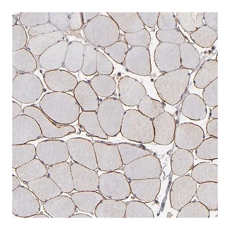 Merck Anti-DMD antibody produced in rabbit