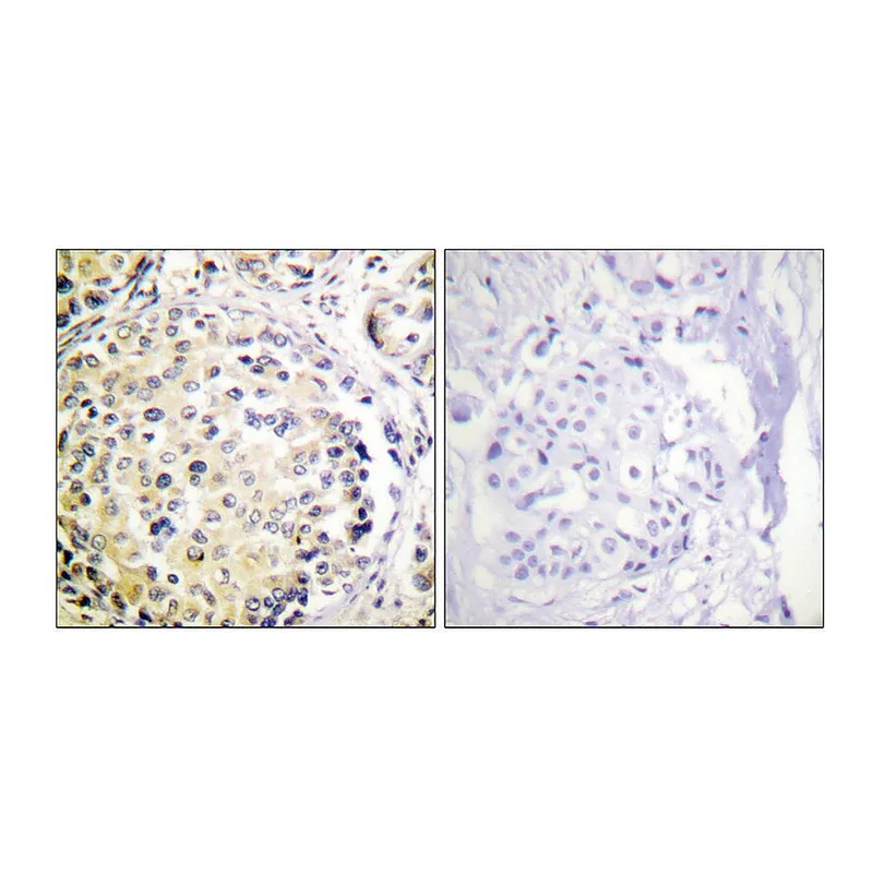 Merck Anti-Vimentin antibody produced in rabbit