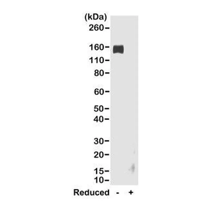 Thermo Fisher Scientific Goat anti-Rabbit IgG Fc Recombinant Secondary Antibody