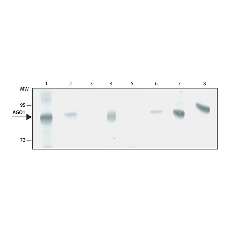 Merck Monoclonal Anti-AGO1 antibody produced in rat