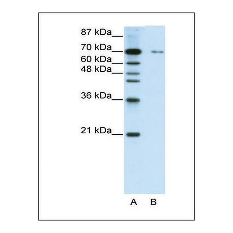 Merck Anti-ZNF398 antibody produced in rabbit