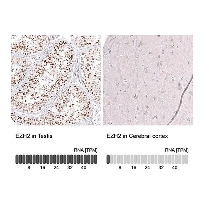 Merck Monoclonal Anti-EZH2 antibody produced in mouse