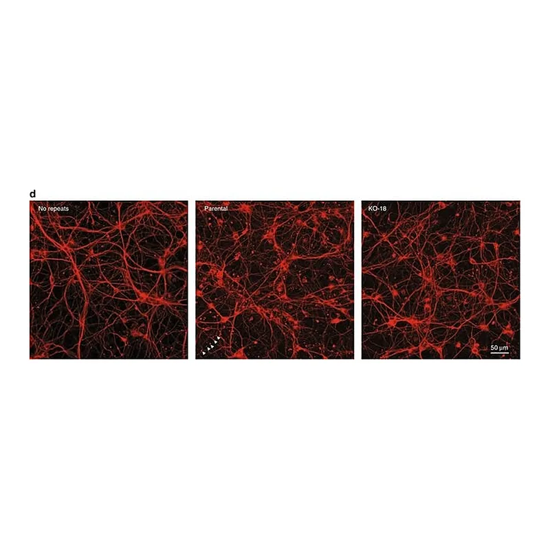 Thermo Fisher Scientific Goat anti-Rat IgG (H+L) Cross-Adsorbed Secondary Antibody, Alexa Fluor 546