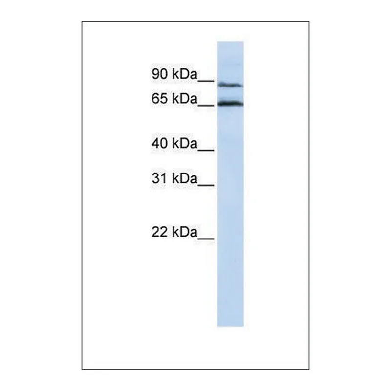 Merck Anti-GPR75 antibody produced in rabbit