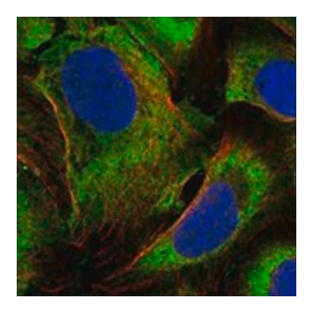 Merck Anti-LPIN1 antibody produced in rabbit
