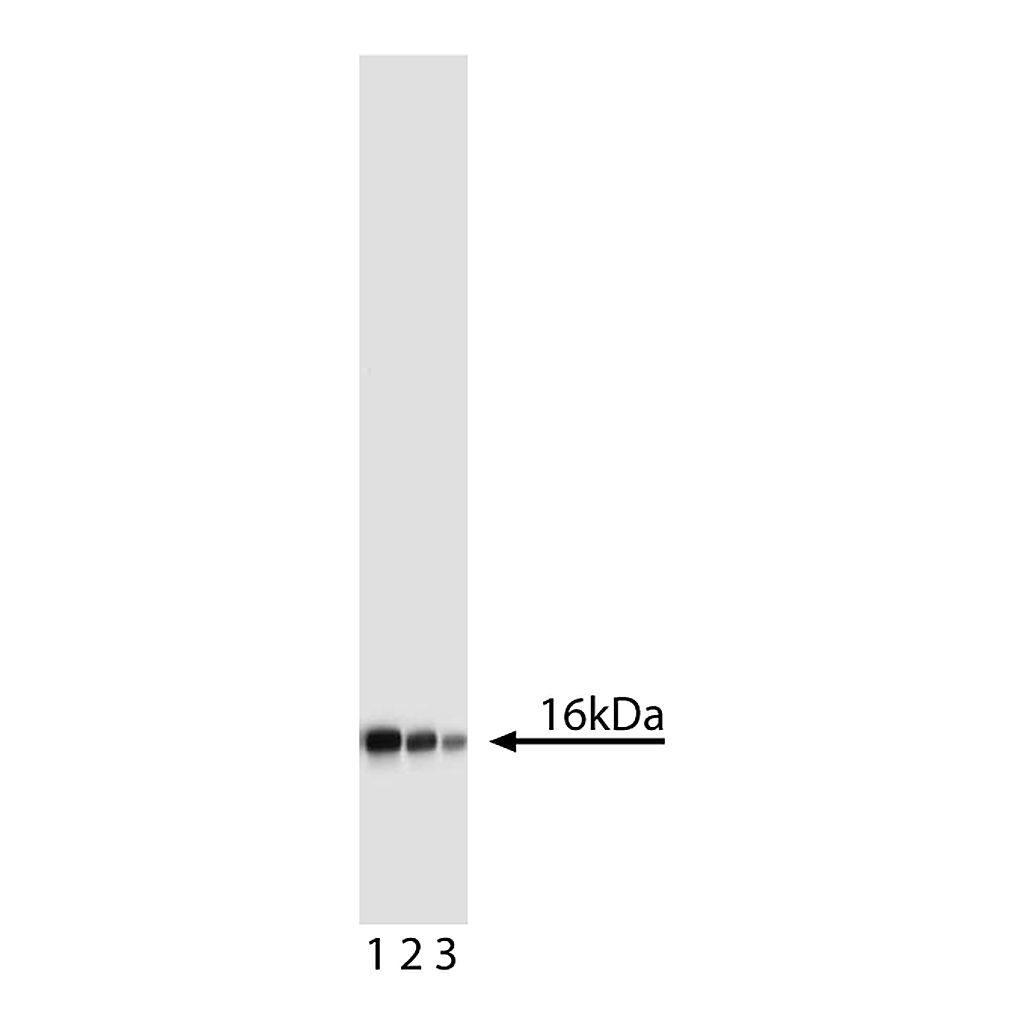 BD Purified Mouse Anti-Human p16 with Control