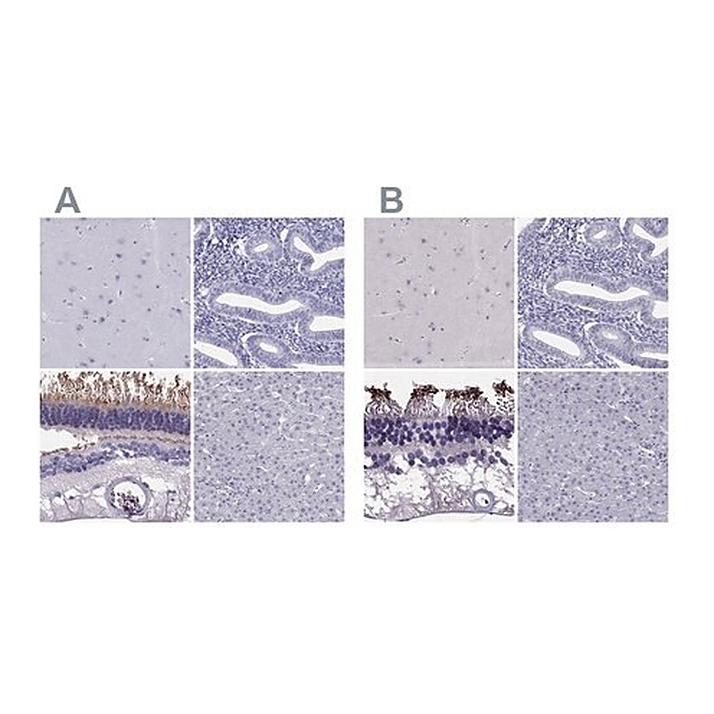 Merck Anti-PDE6A antibody produced in rabbit