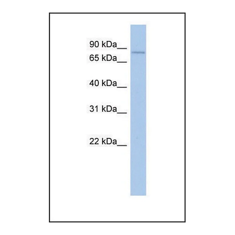 Merck Anti-MPEG1 antibody produced in rabbit