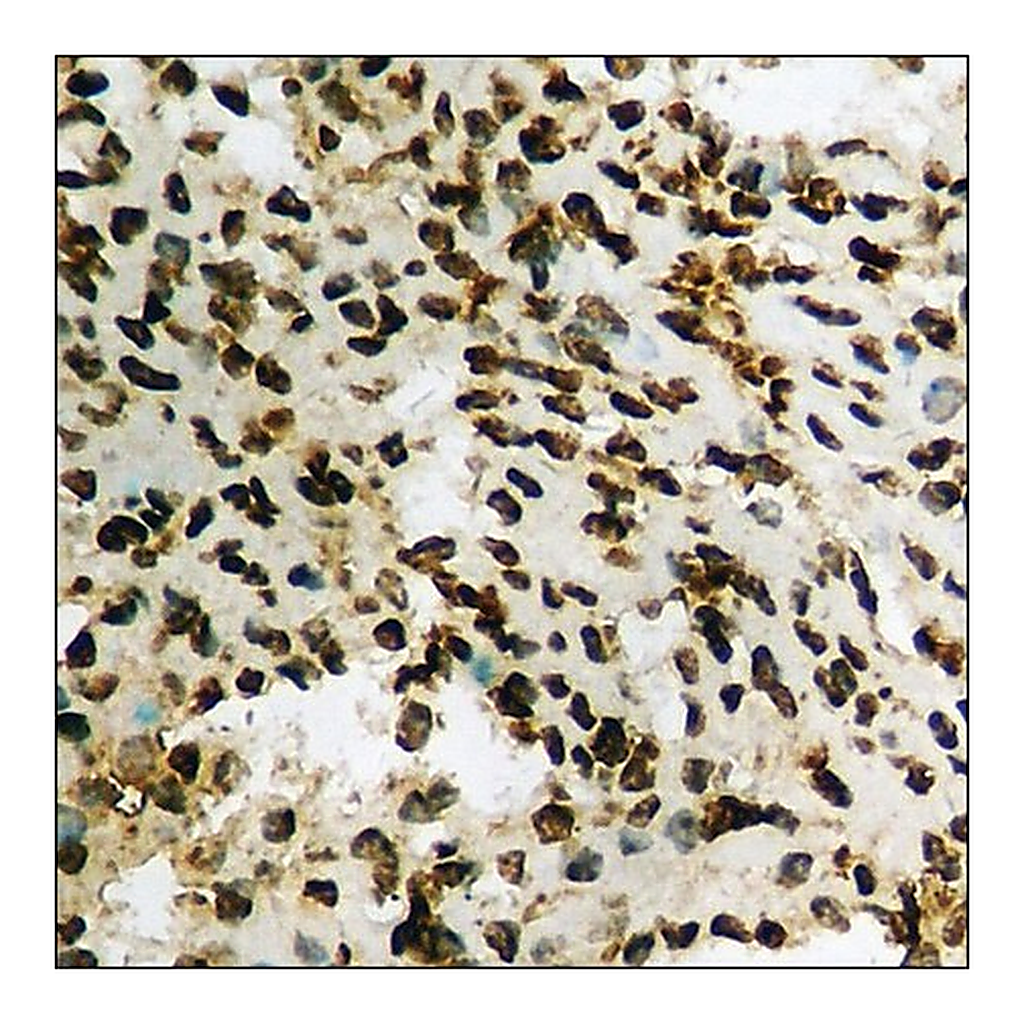 Merck Anti-phospho-WWOX (pTyr33) antibody produced in rabbit