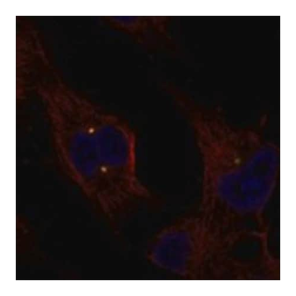 Merck Anti-EXTL1 antibody produced in rabbit