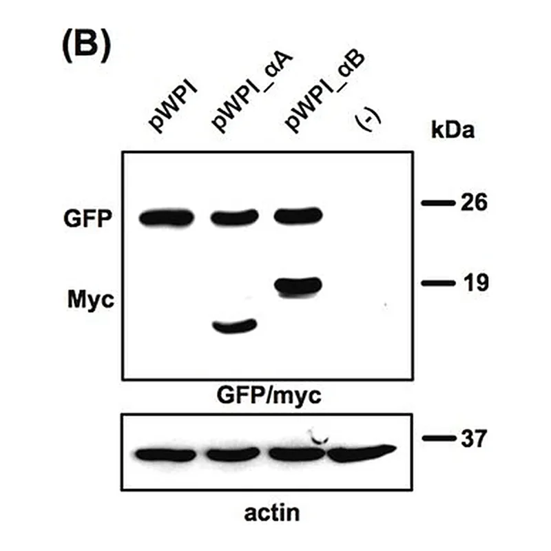 Merck ANTI-GFP, N-TERMINAL