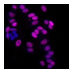 BD Alexa Fluor® 647 Mouse anti-GATA3