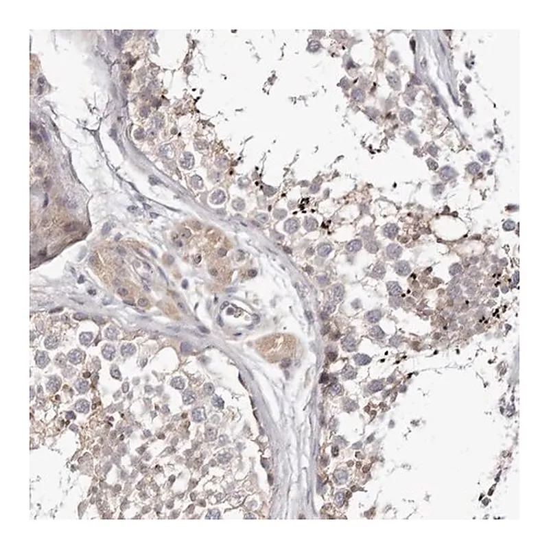 Merck Anti-LMLN antibody produced in rabbit