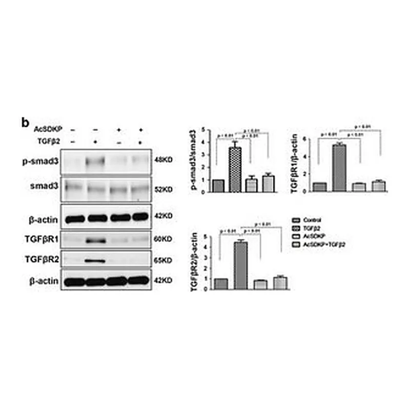 Merck ANTI-TGF BETA RECEPTOR I